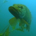 Fun Dives