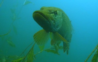 Fun Dives