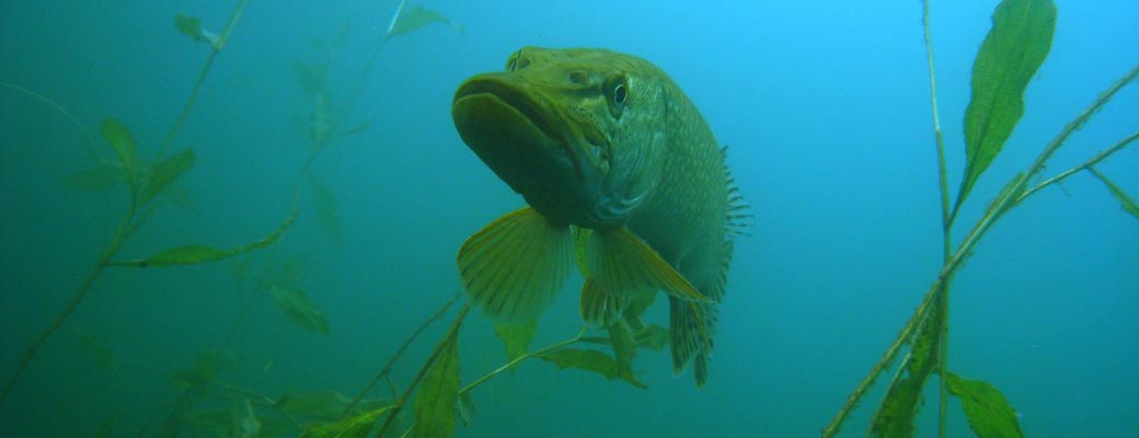 Fun Dives